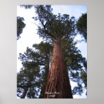 Mariposa Grove posters