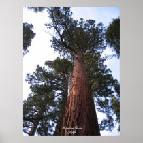 Mariposa Grove Print