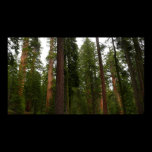 Mariposa Grove Print