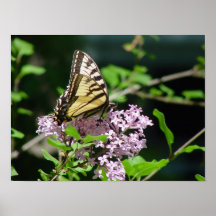 Mariposa Poster