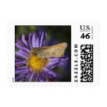 Mariposa y aster envio