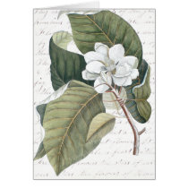 Mark Catesby Magnolia Collage w/ Essay on Flowers cards