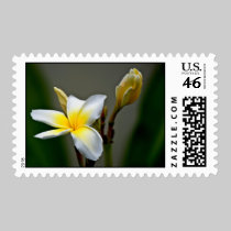 Mark's Plumeeria #2 stamps