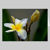 Marks' Plumeria #2 cards