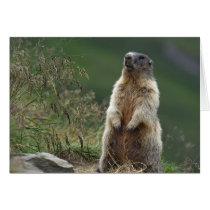 Marmot Greeting Cards
