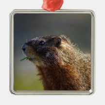 Marmot Christmas Ornaments