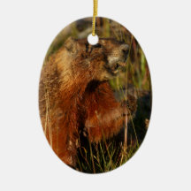 marmot eating grass ornaments