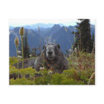 marmot in paradise post card