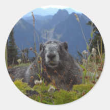 marmot in paradise round stickers