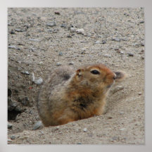 Marmot Masterpiece Poster