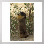 Marmot- mid spring poster