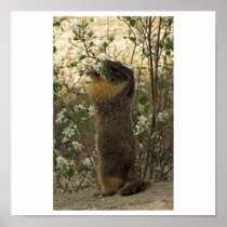 Marmot- mid spring poster