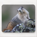 animal lover, animal, cute animal, cute animals,