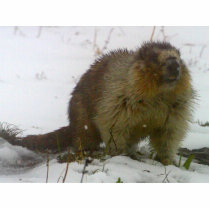 Marmot photo sculptures