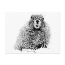 Marmot Postcard