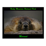 Marmot Postcards