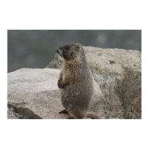 Marmot posters