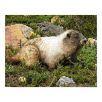Marmot Poster posters