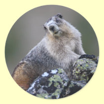 marmot stickers