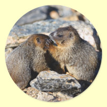 marmot stickers