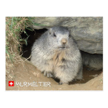 Marmot, Switzerland/Marmot, Switzerland Post Cards