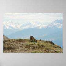 Marmota canosa de la montaña de las marmotas de Ca Posters