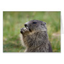 Marmota marmota cards by EMangl Marmota marmota cards
