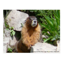 Marmots of the San Juan Mountains, Co... Post Cards