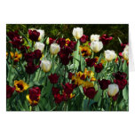 Maroon and Yellow Tulips Blank Card