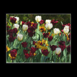 Maroon and Yellow Tulips Postcard