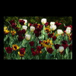 Maroon and Yellow Tulips Print