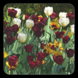 Maroon and Yellow Tulips Sticker