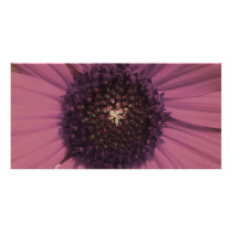 Maroon Black Eyed Susan Altered photo cards