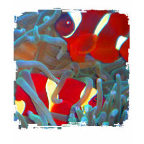 Maroon Clownfish Grunge 4 Tshirt by fishlore Maroon Clownfish Grunge 4 Tshirt