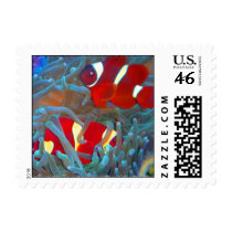 Maroon Clownfish in Bubble Tip Anemone Stamp