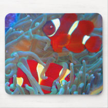 Maroon Clownfish Mouse Pad mousepads by fishlore Maroon Clownfish Mouse Pad mousepads