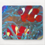 maroon, clownfish, mouse, pad, bubble, tip,