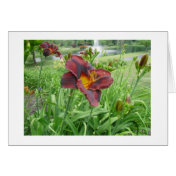 Maroon n Black Lily Card