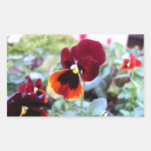 Maroon Orange And Yellow Pansy Rectangle Stickers