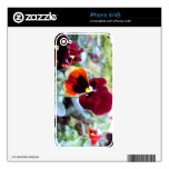 Maroon Orange And Yellow Pansy Skins For iPhone 4S