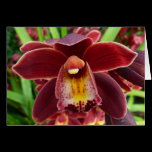 Maroon Orchid Card