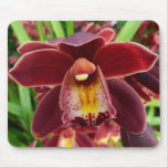 Maroon Orchid