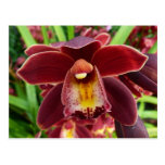 Maroon Orchid Postcard