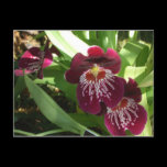 Maroon Orchids II Postcard