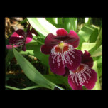 Maroon Orchids II Print