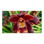 Maroon Orchids Print