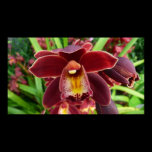 Maroon Orchids Print
