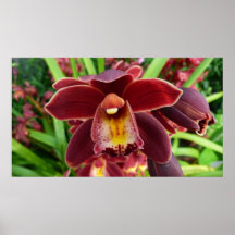 Maroon Orchids Print