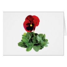Maroon Pansy Greeting Card
