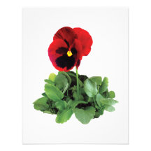 Maroon Pansy Invites